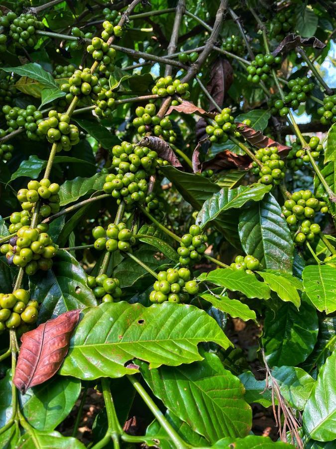 Sandev Homestay Madikeri Luaran gambar