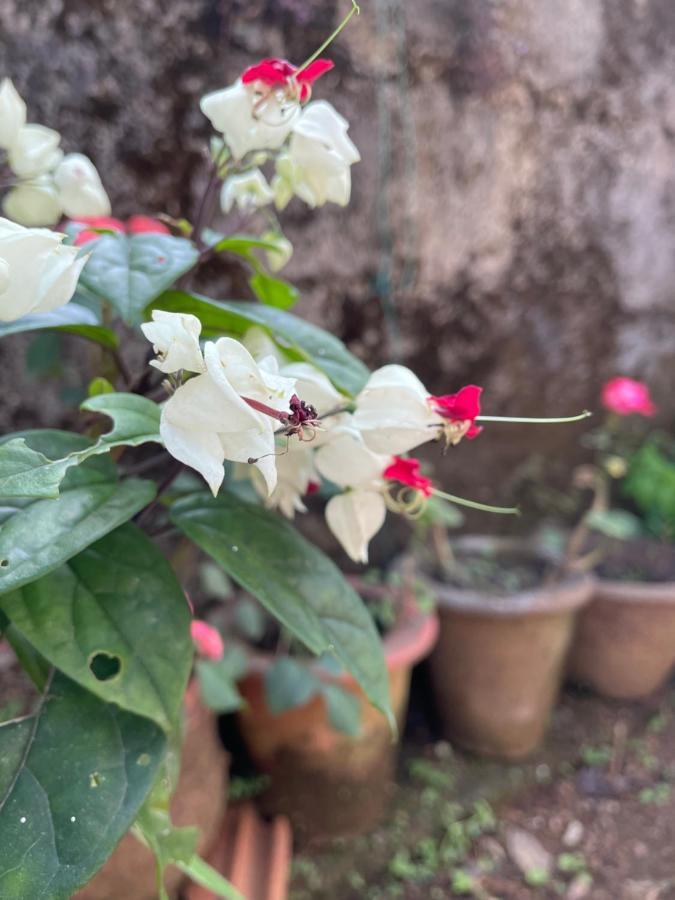 Sandev Homestay Madikeri Luaran gambar