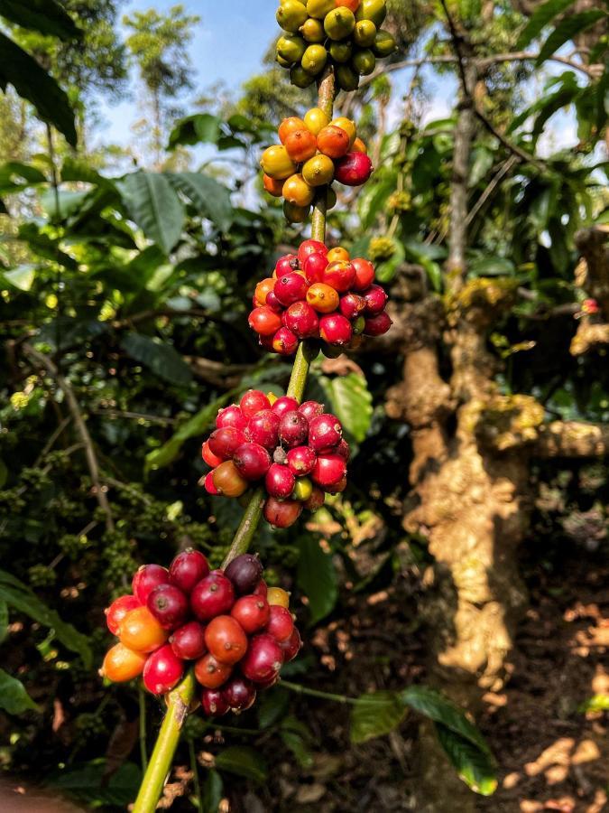 Sandev Homestay Madikeri Luaran gambar