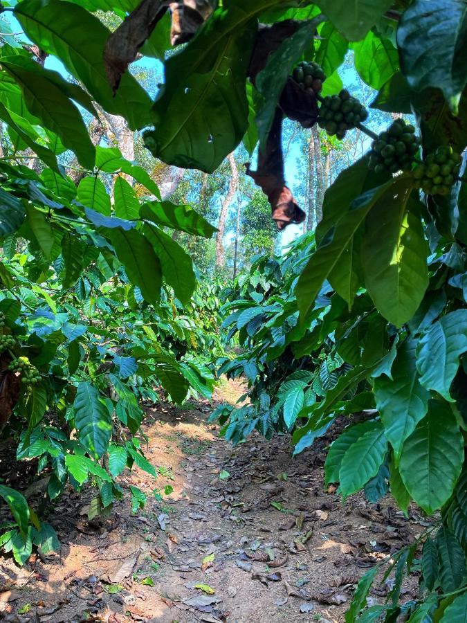 Sandev Homestay Madikeri Luaran gambar