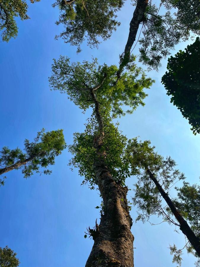 Sandev Homestay Madikeri Luaran gambar