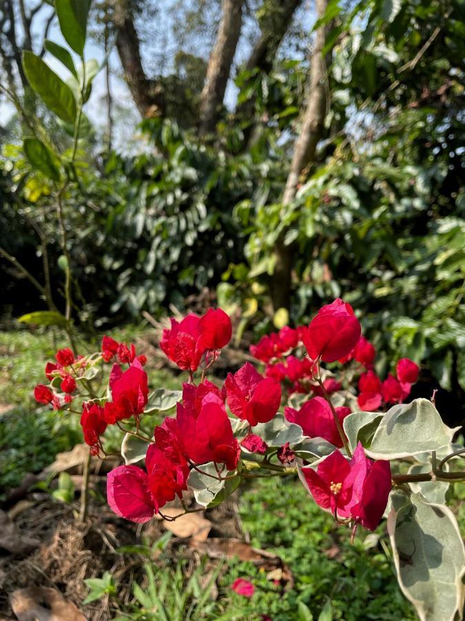 Sandev Homestay Madikeri Luaran gambar